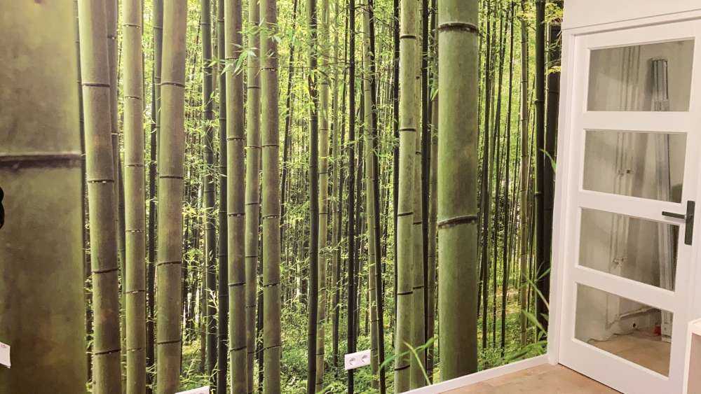 Inmitten des Bambuswaldes