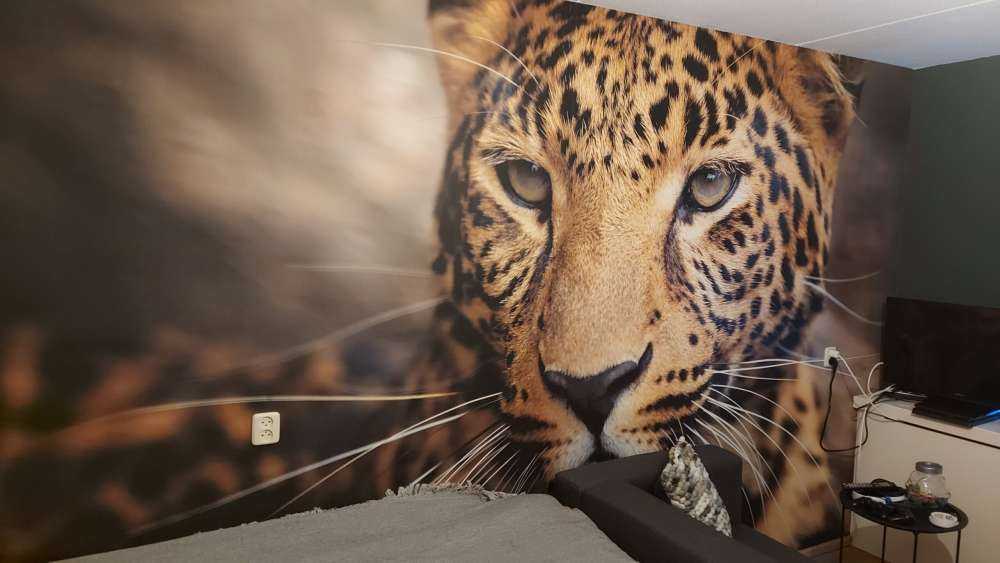 Close, up eines Leoparden