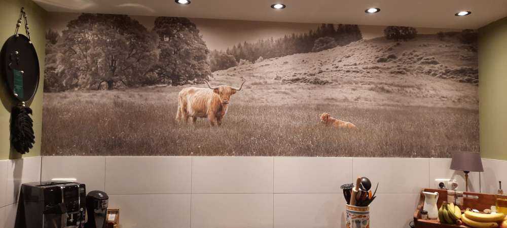 Schottischer Highlander mit Kalb