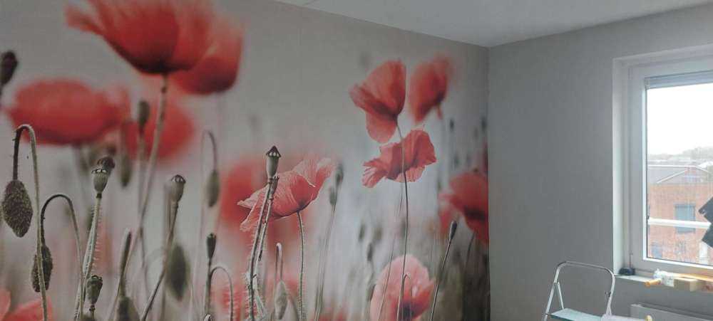 Verträumter Mohn