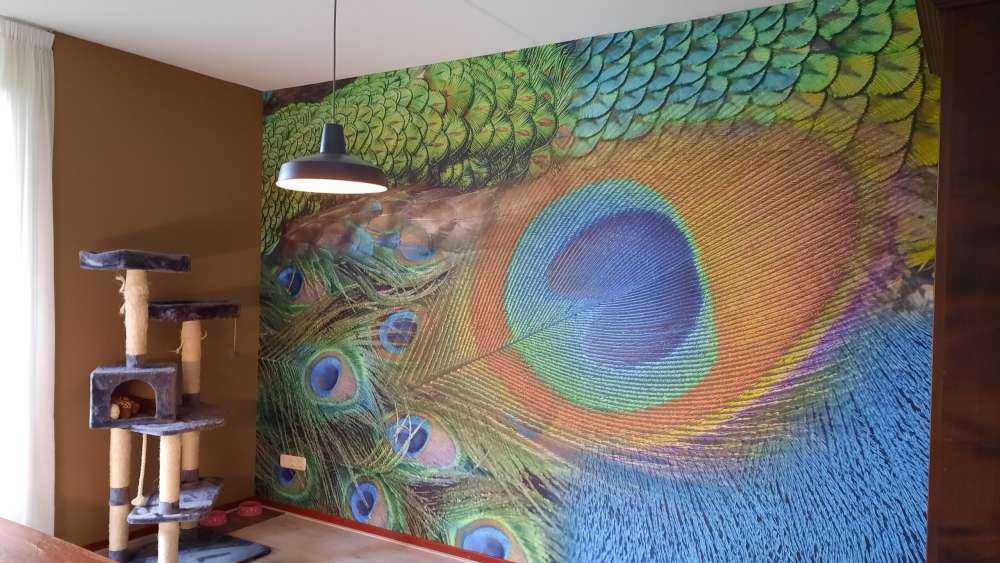 Pfau Federn auf Fototapet