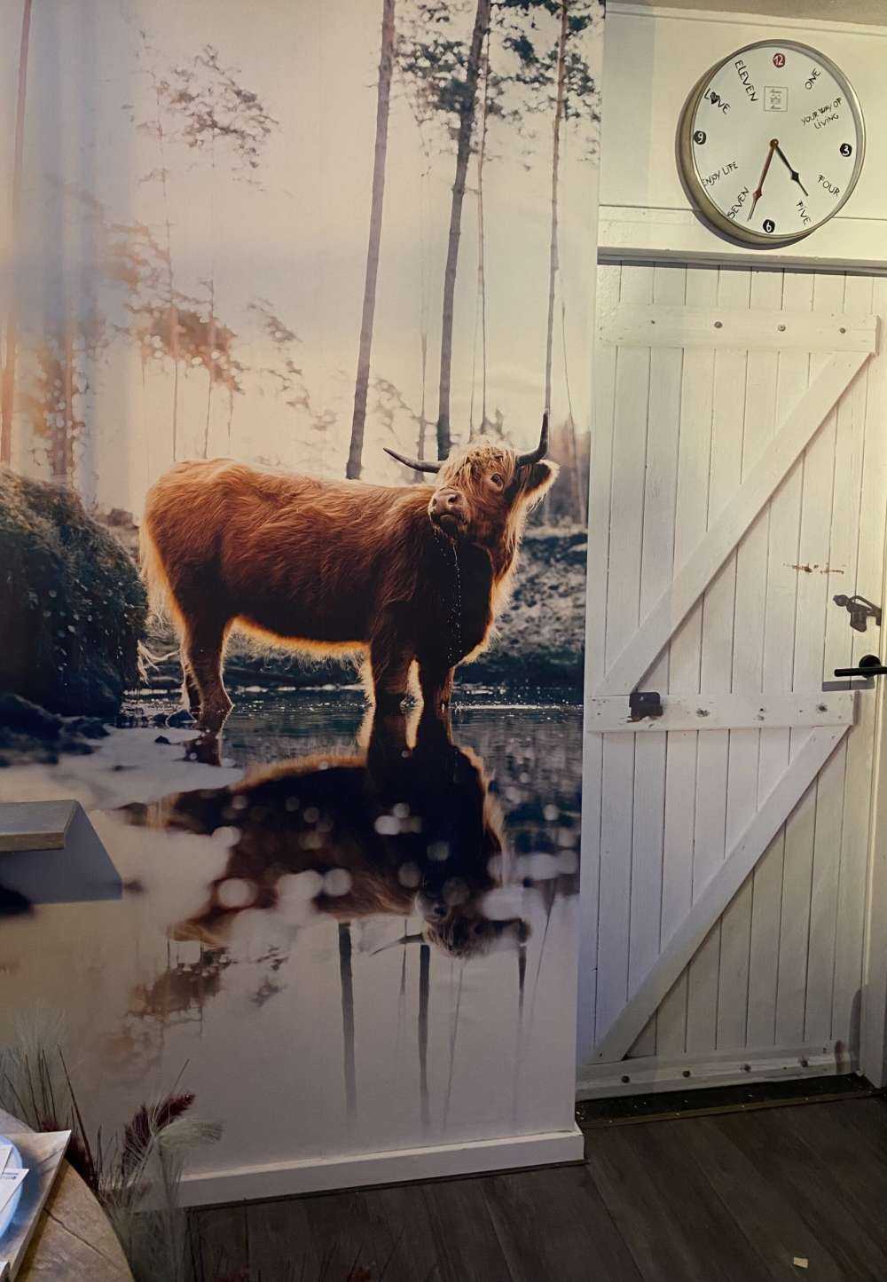 Schottischer Highlander im Wasser