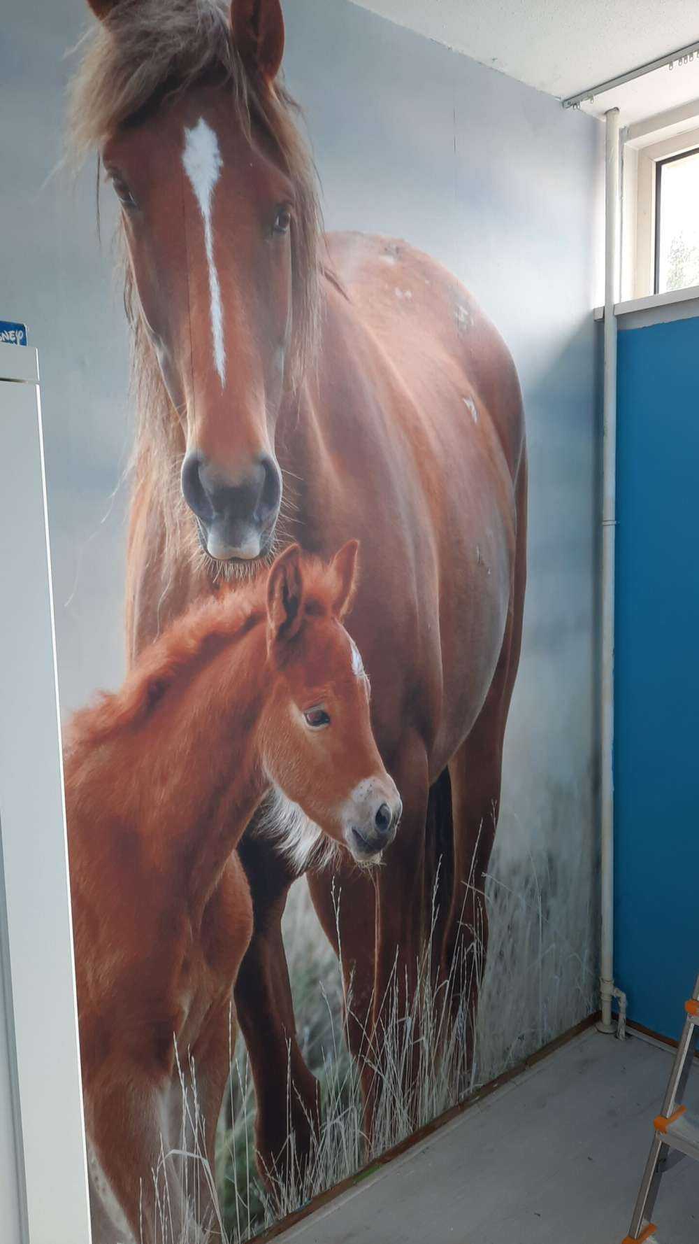 Wildpferde