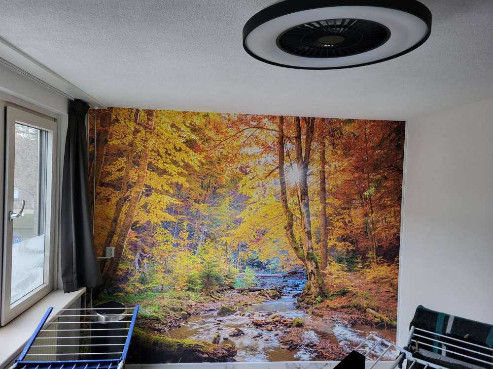 Herbst im wilden Wald