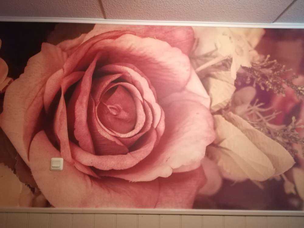 Rosa Jahrgangsrosen