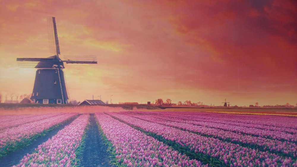 Tulpen mit Mühle