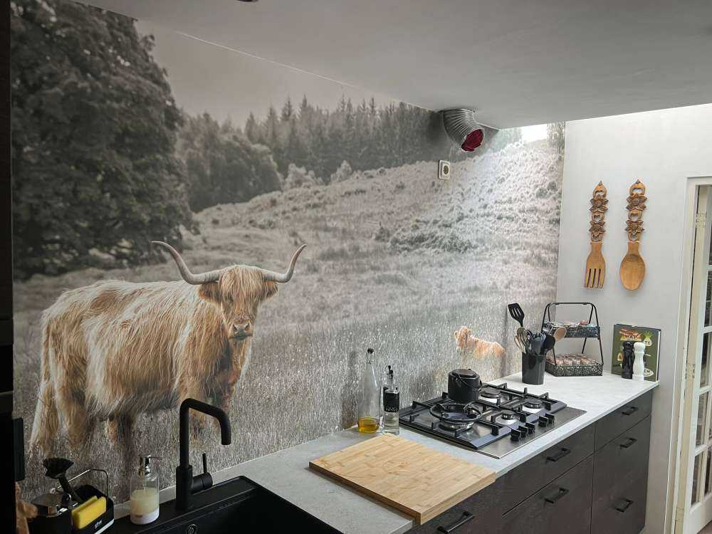 Schottischer Highlander mit Kalb