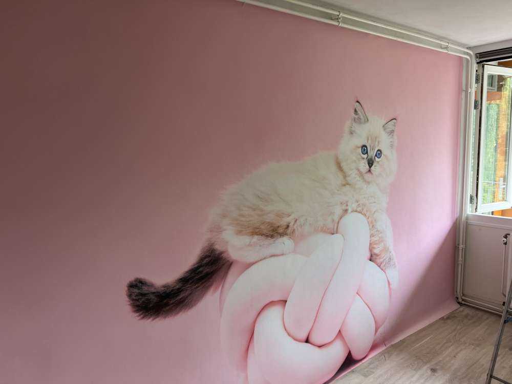 Weiße Katze auf rosa Hintergrund