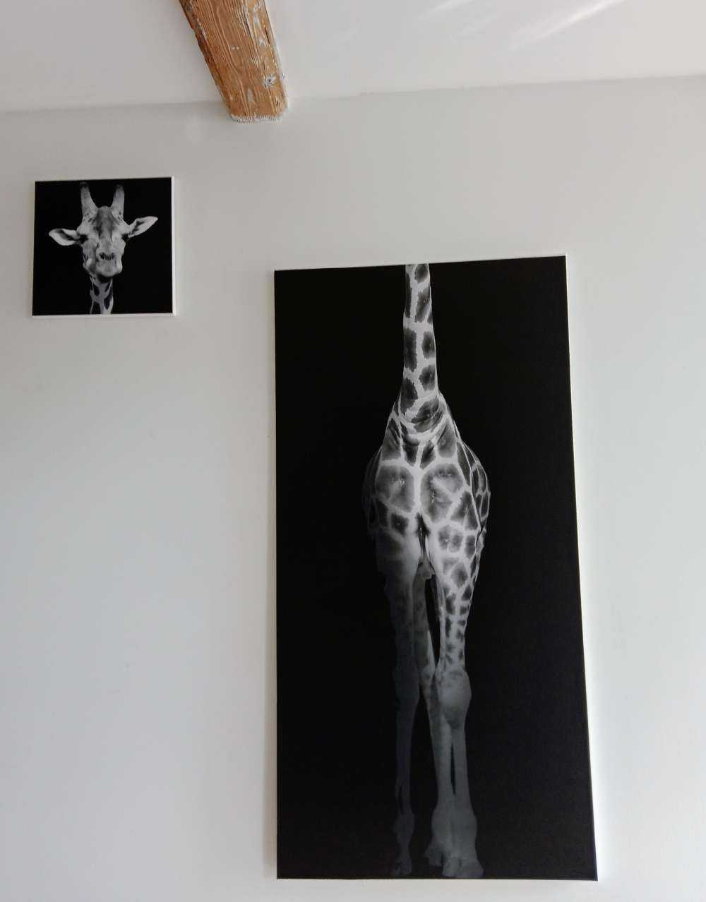 Giraffe schwarz-weiß