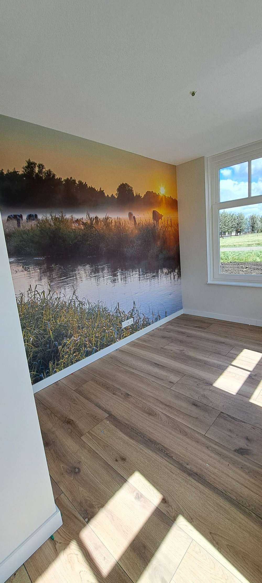 Kühe auf der Wiese