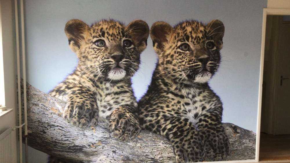 Kleine Leoparden