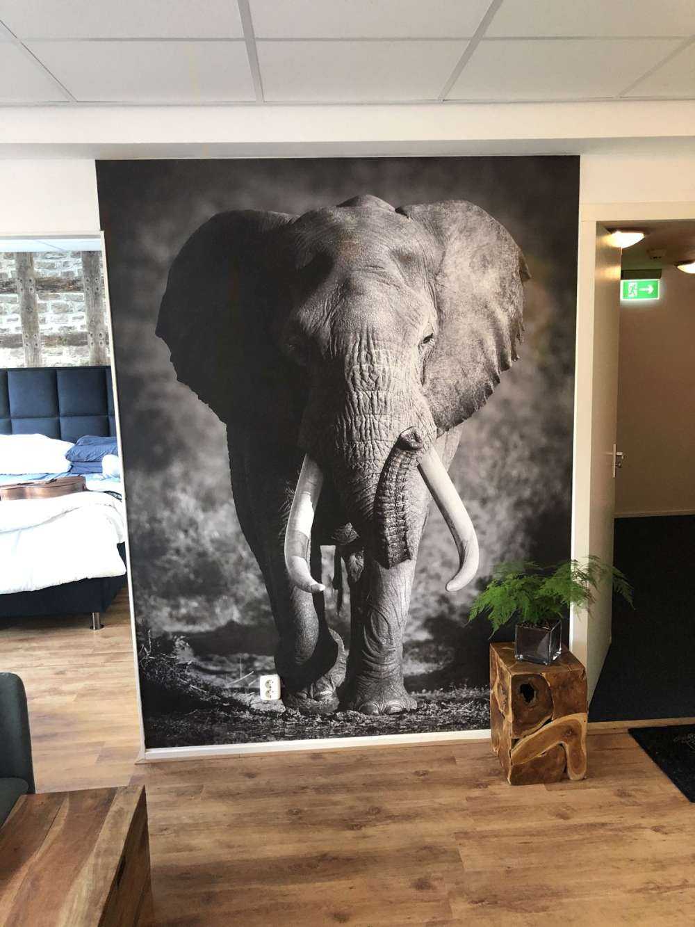 Afrikanischer Elefant