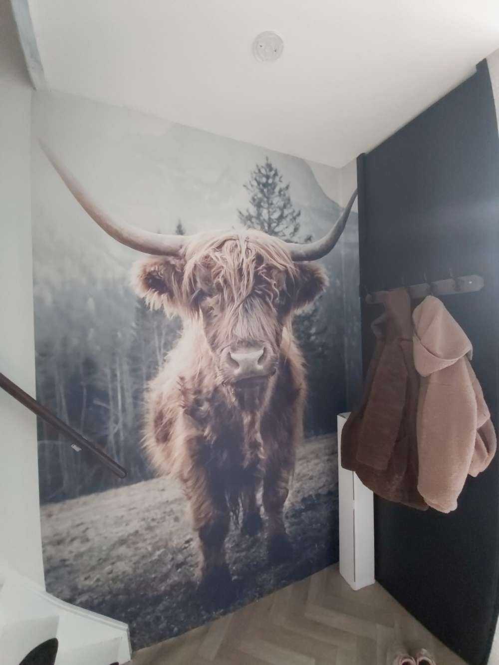 Schottischer Hochländer am Wald