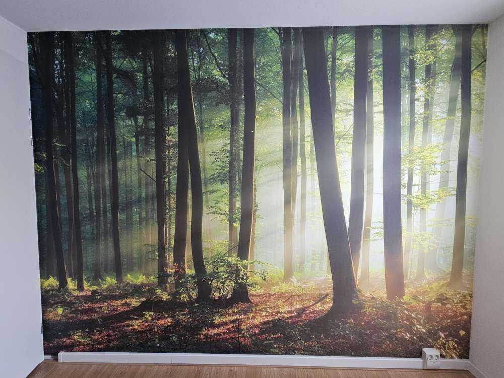 Morgensonne zwischen den Bäumen