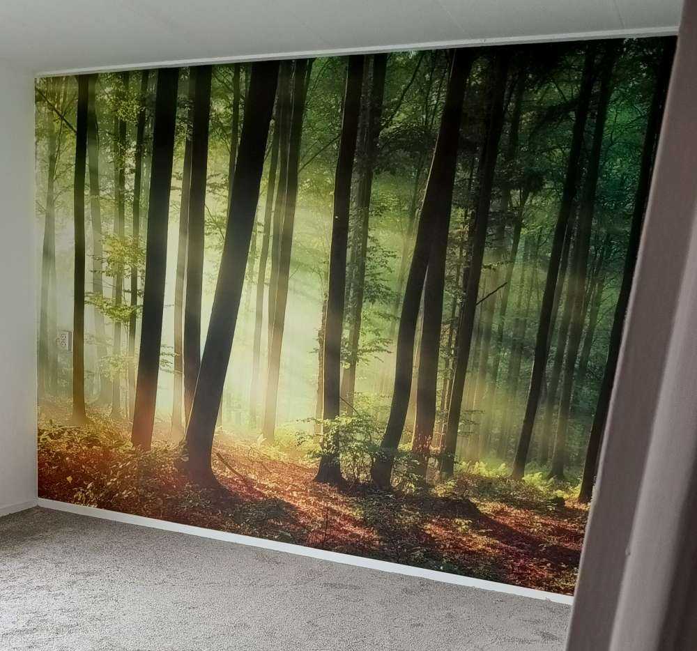 Morgensonne zwischen den Bäumen