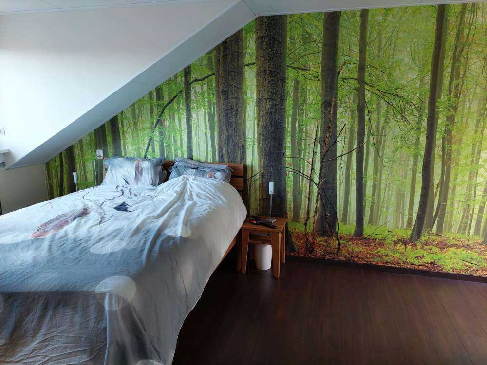 Wald mit Buchen