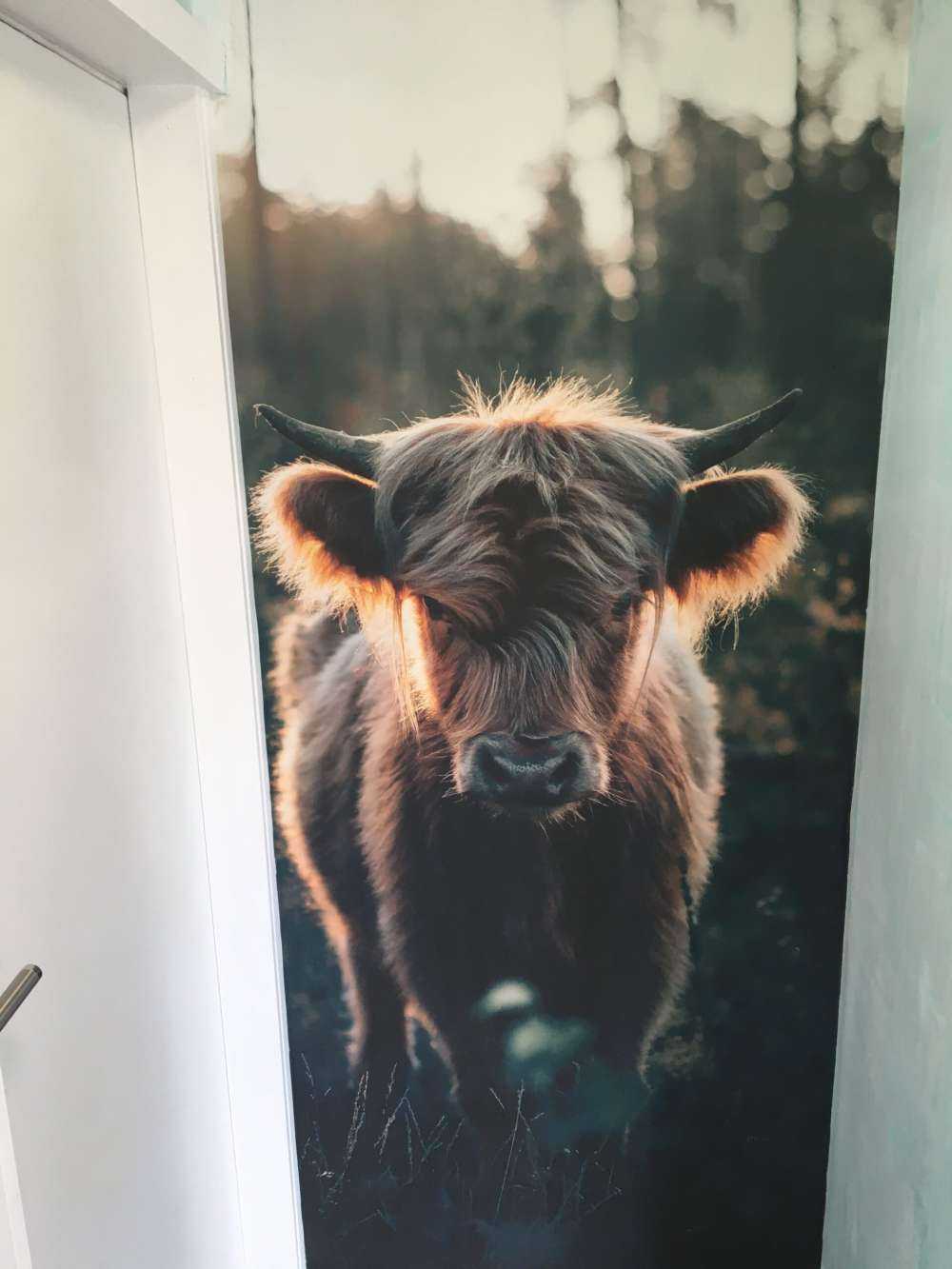 Junger schottischer Highlander