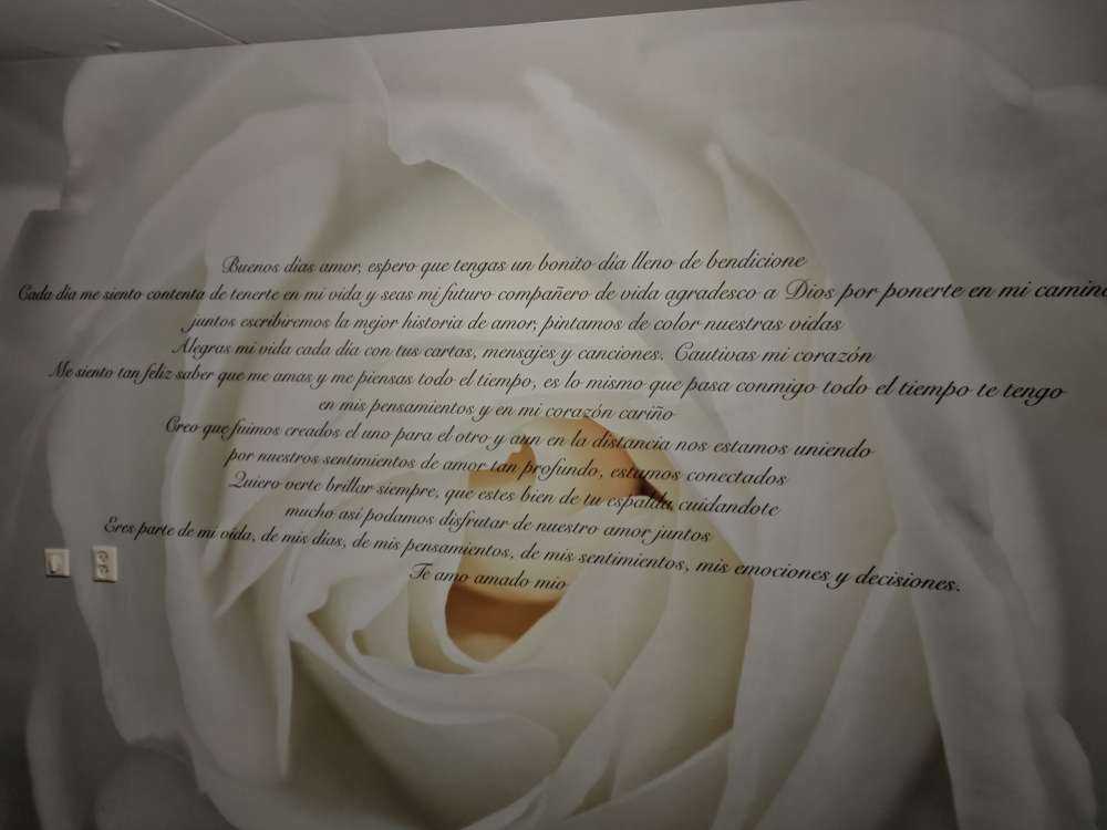 Weiße Rose