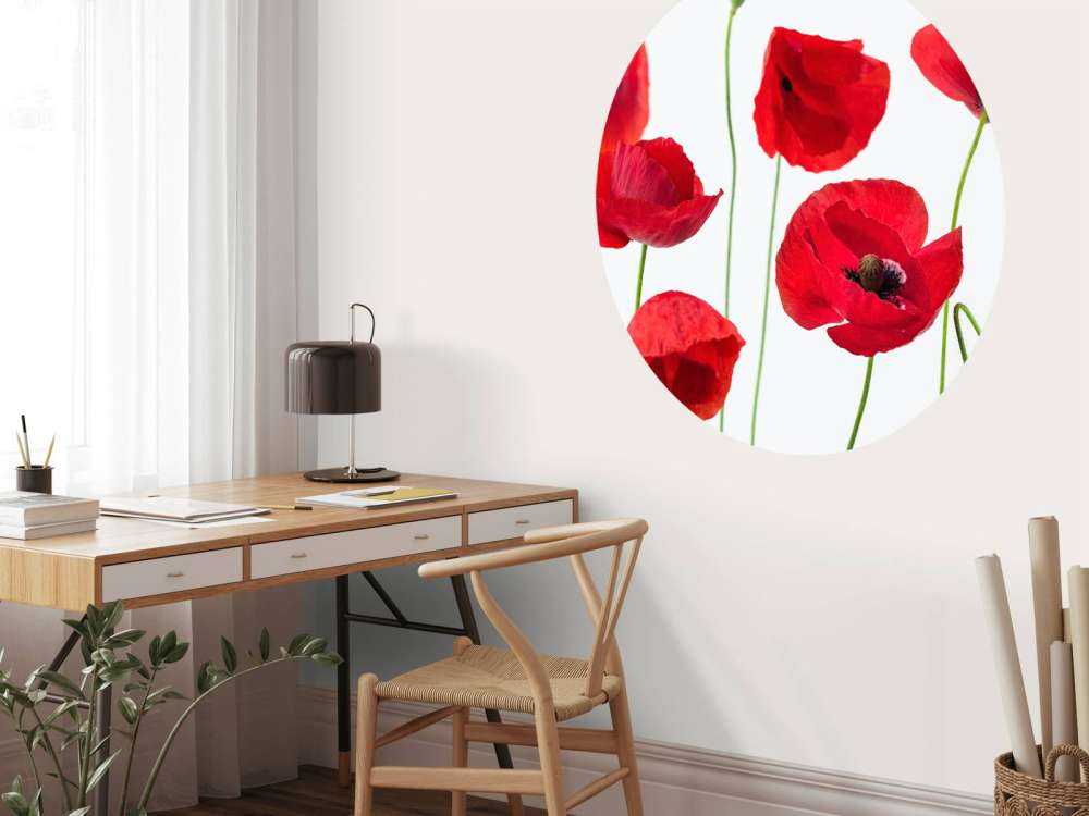 Mohnblumen auf weißem Hintergrund