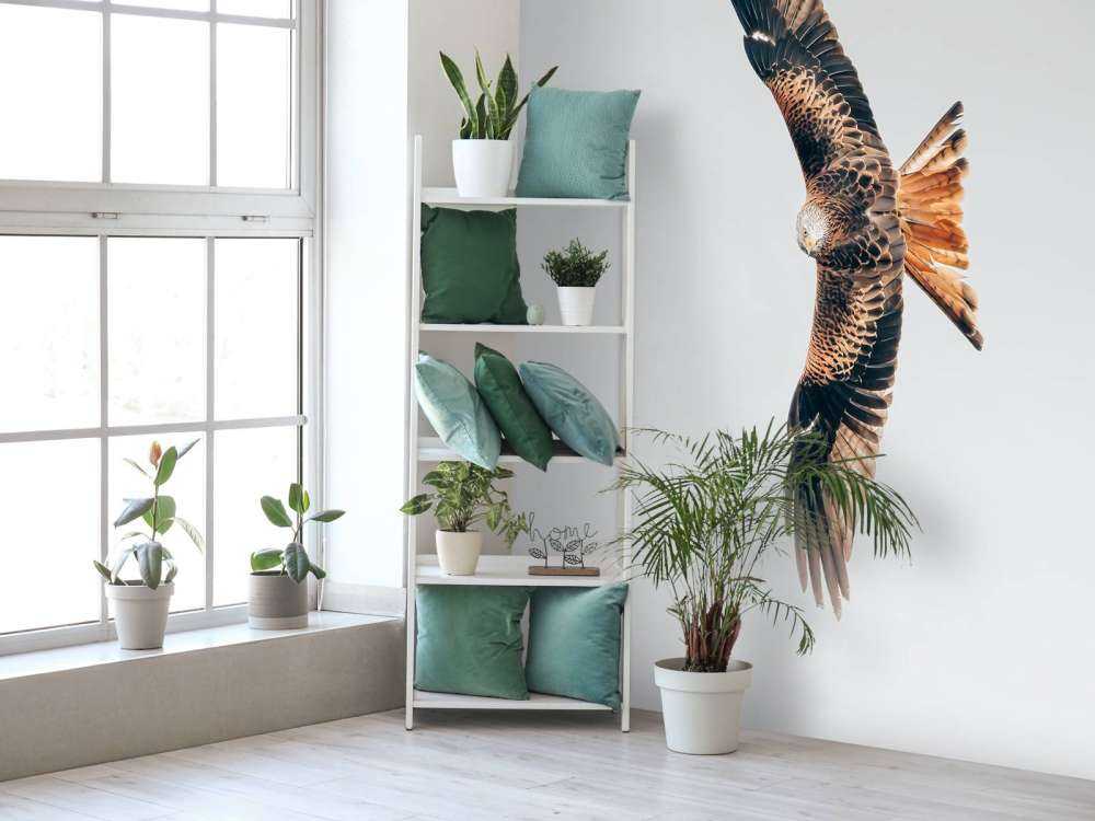 Rotmilan mit ausgebreiteten Flügeln