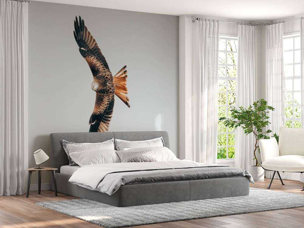 Rotmilan mit ausgebreiteten Flügeln