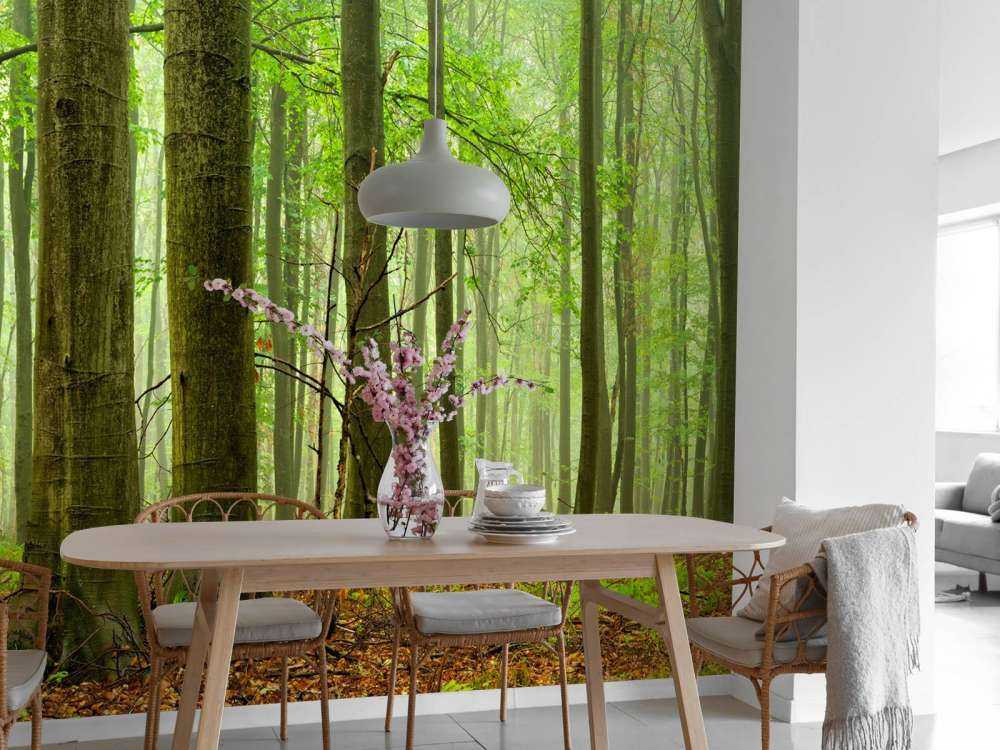 Wald mit Buchen