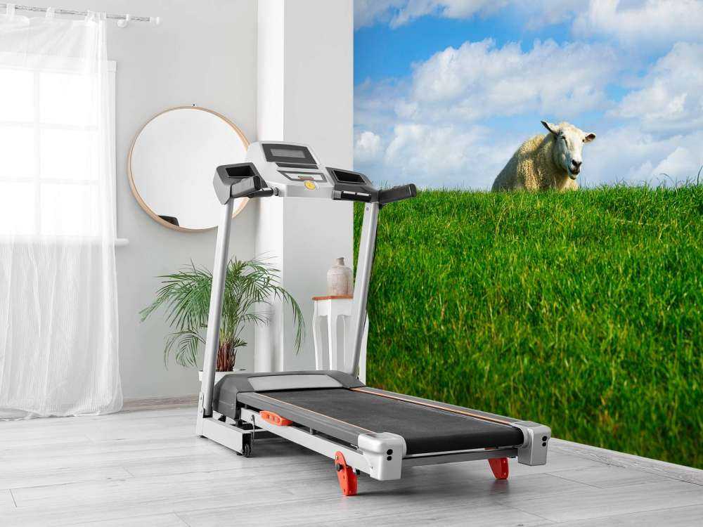 Schafe auf dem Deich