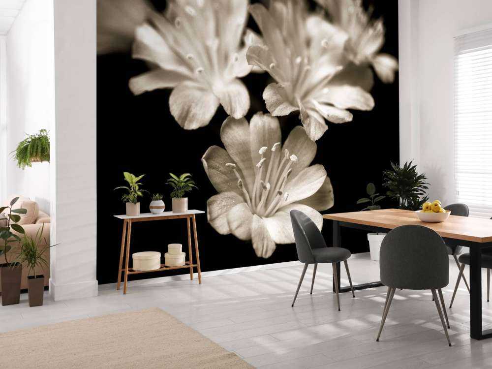 Lewisia-Blüte in Nahaufnahme