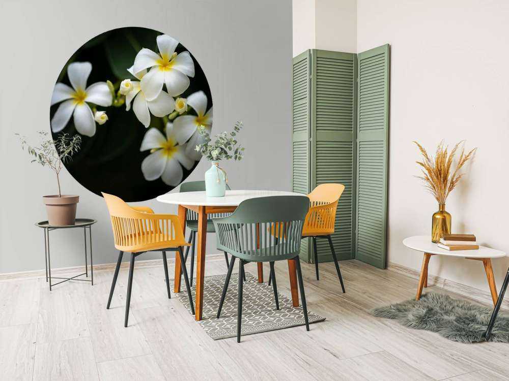 Nahaufnahme Plumeria