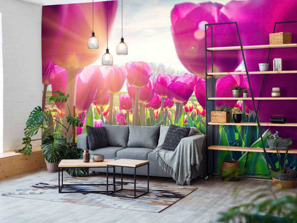 Tulpenfeld rosa