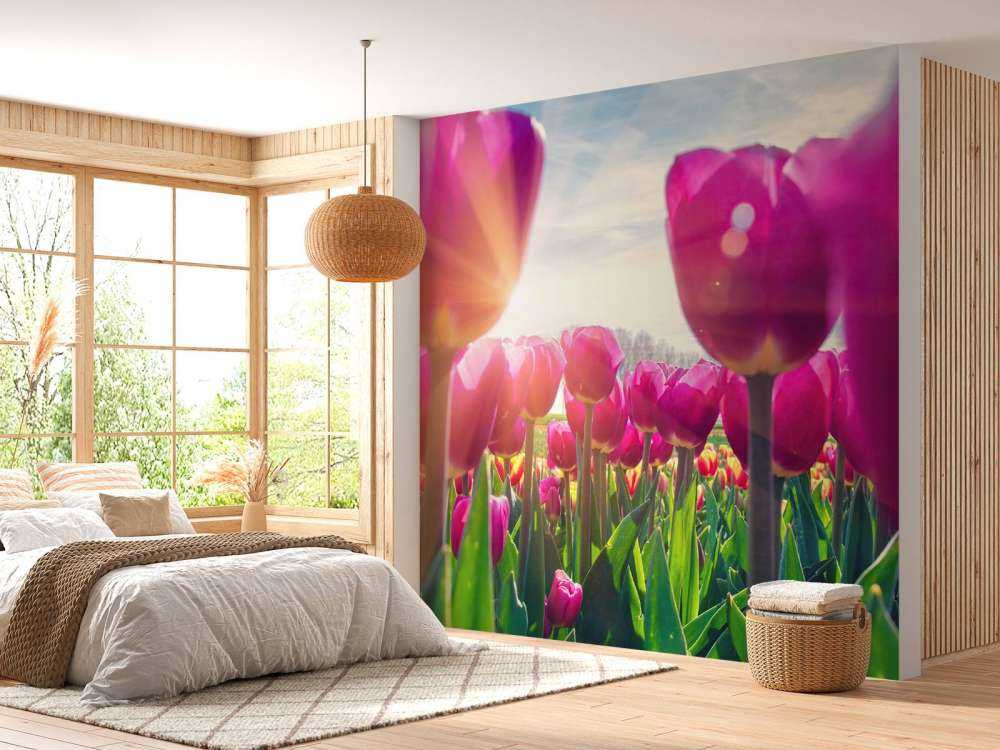 Tulpenfeld rosa