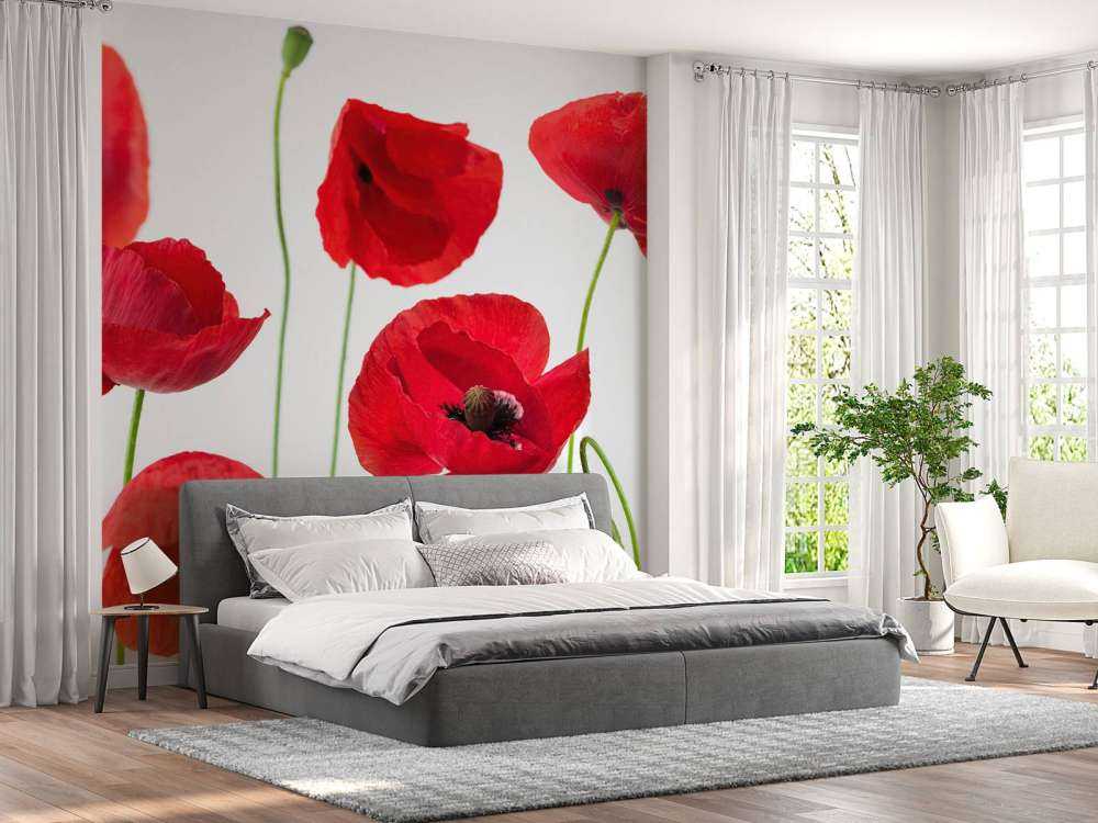 Mohnblumen auf weißem Hintergrund