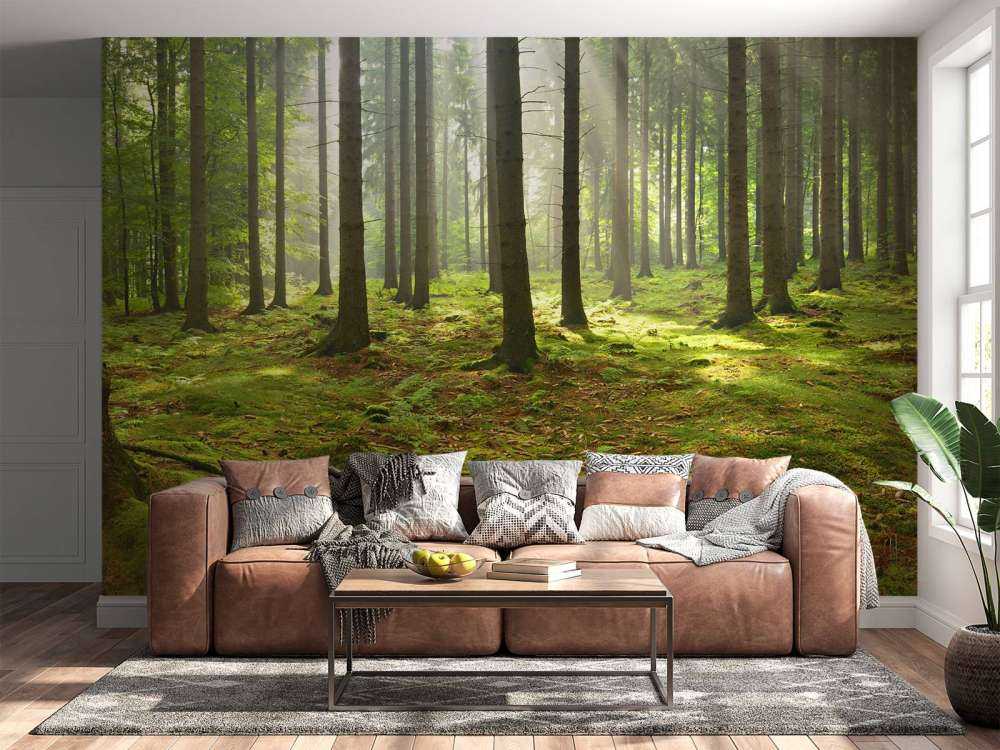 Fichtenwald mit Sonnenlicht