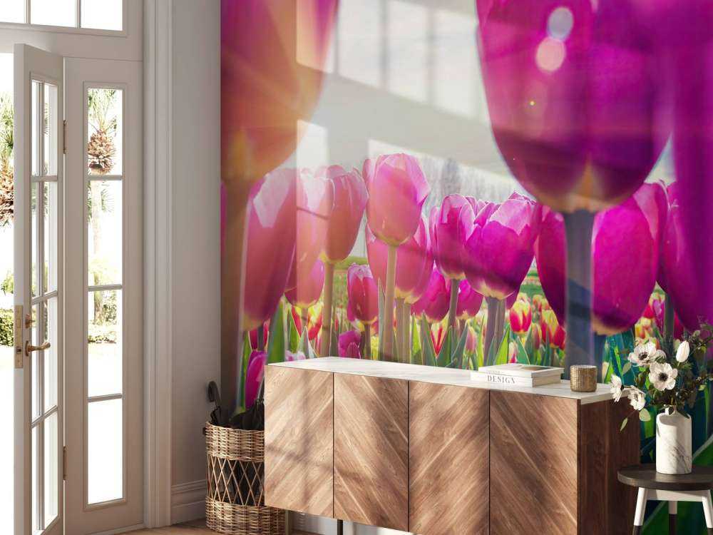 Tulpenfeld rosa