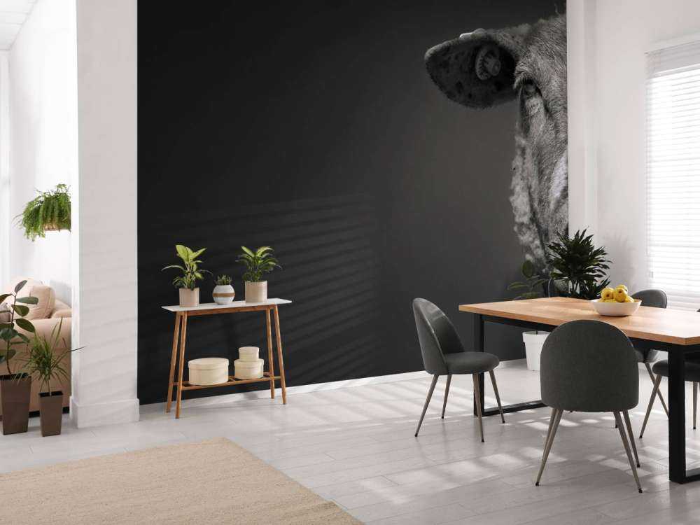 Nahaufnahme Schaf schwarz-weiß