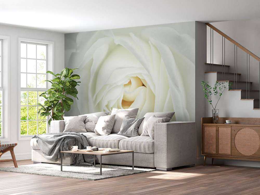 Weiße Rose