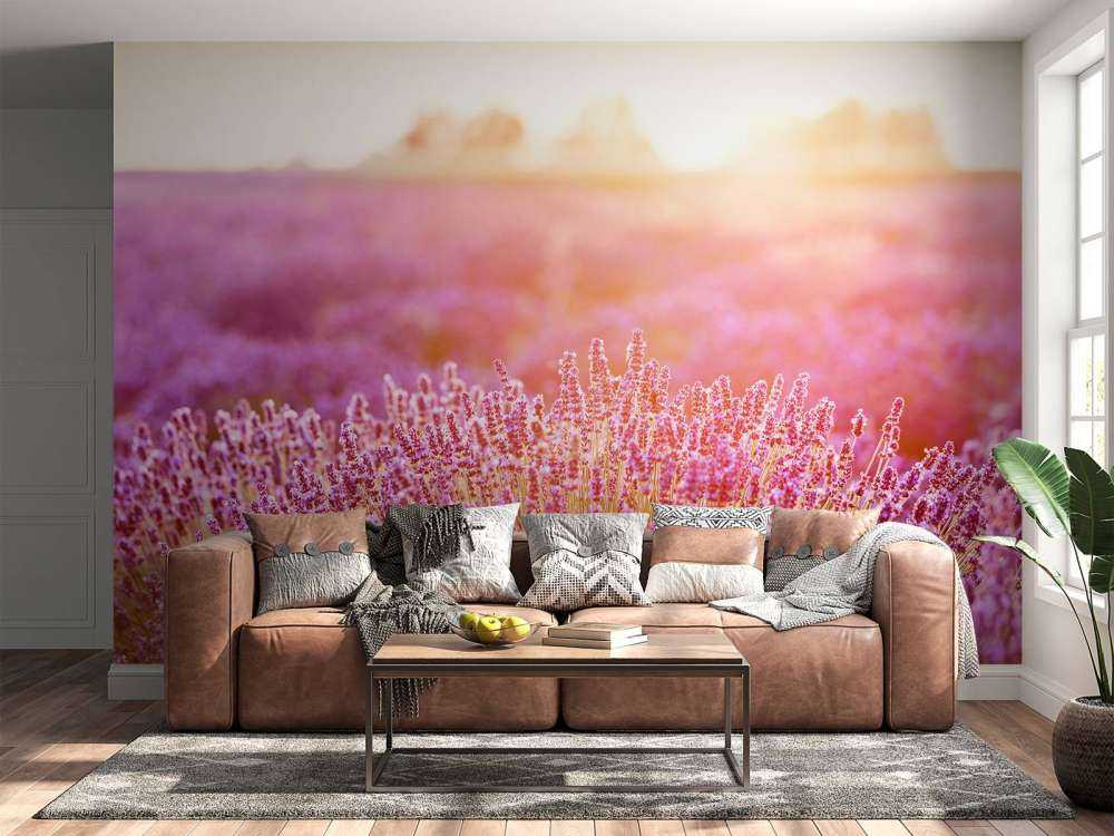 Nahaufnahme Lavendelblüten