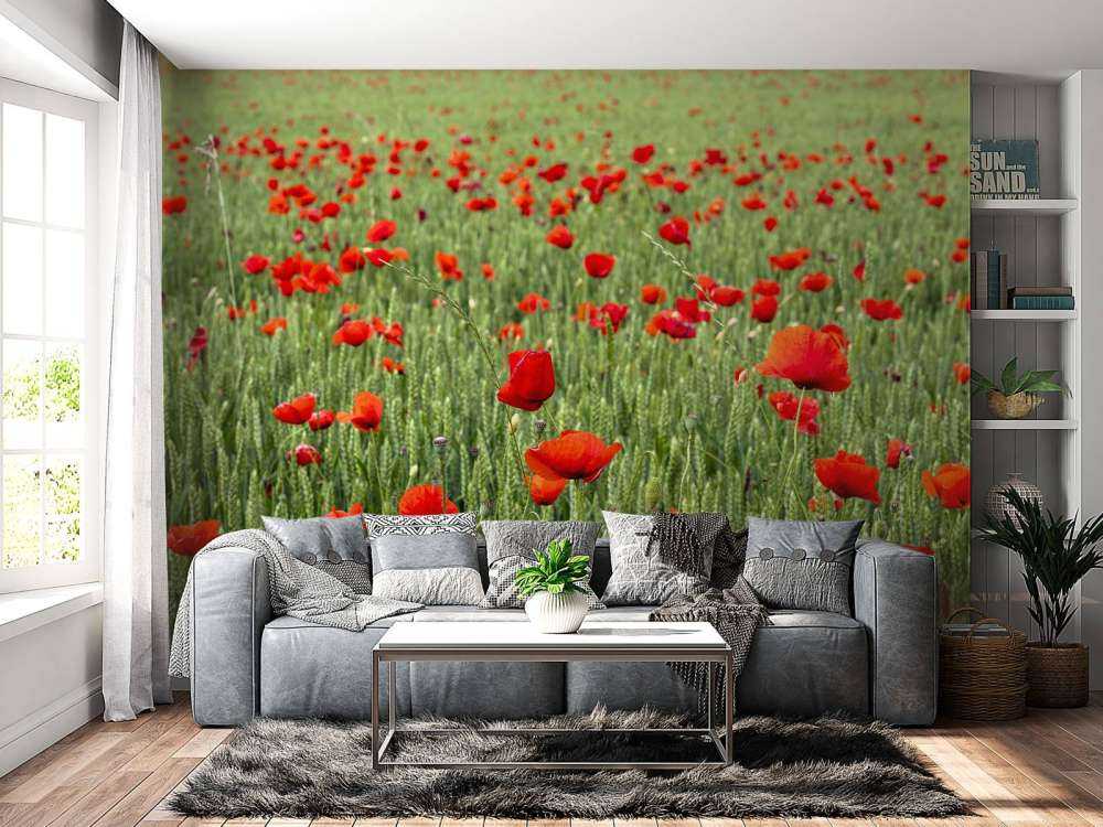 Rote Mohnblumen Feld