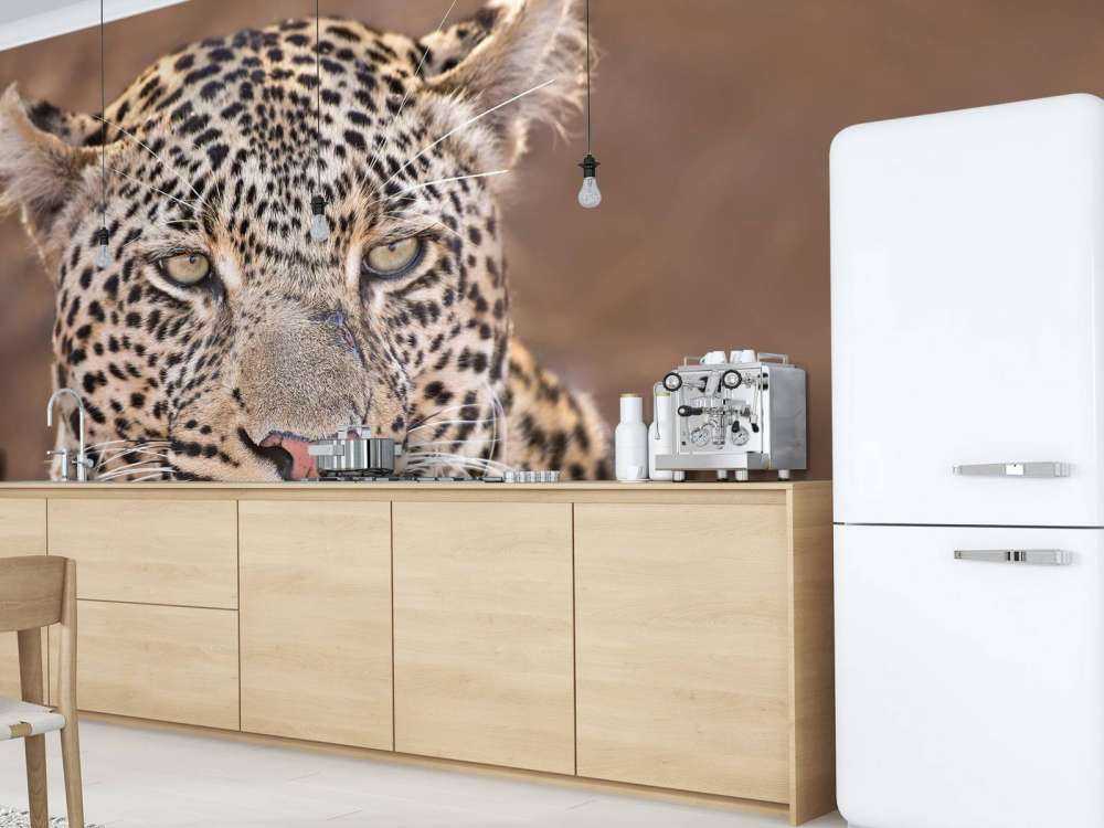 Leopard Porträt