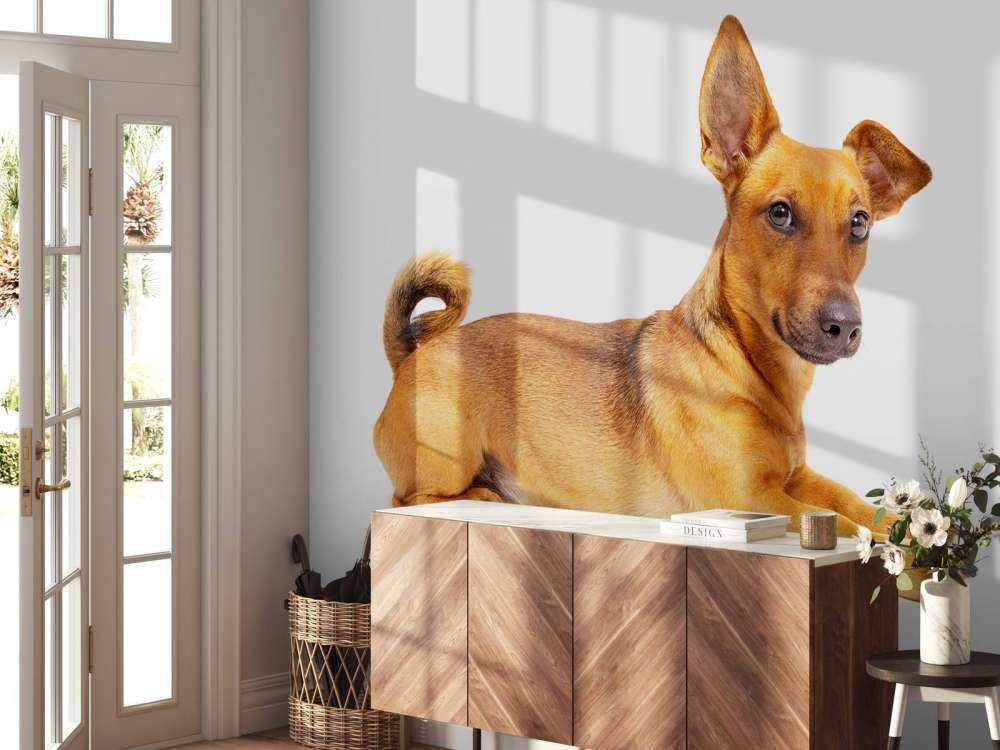 Süßer Hund
