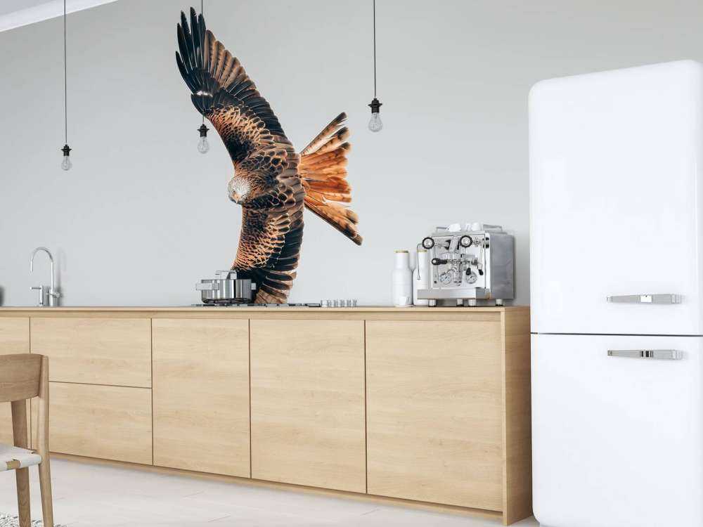 Rotmilan mit ausgebreiteten Flügeln