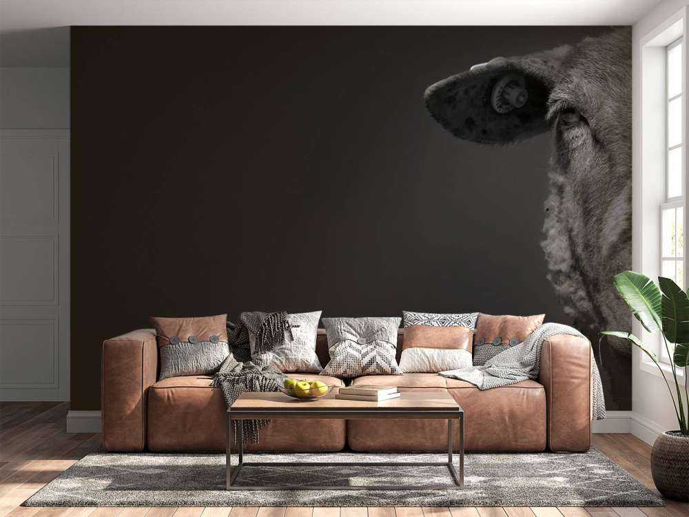 Nahaufnahme Schaf schwarz-weiß