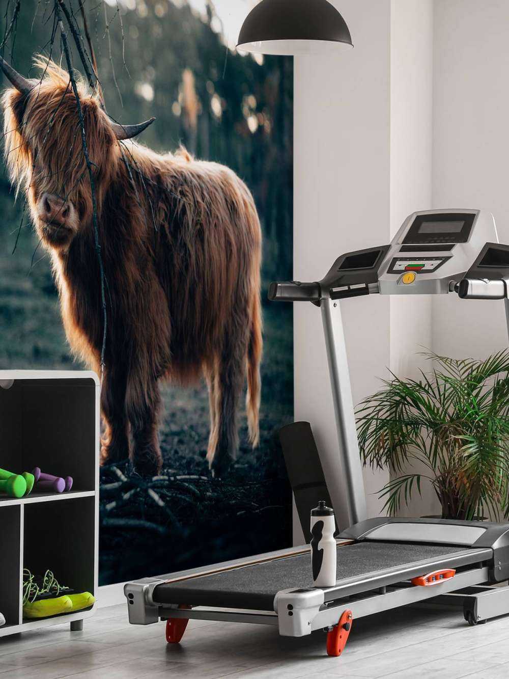 Schottischer Highlander am Waldrand