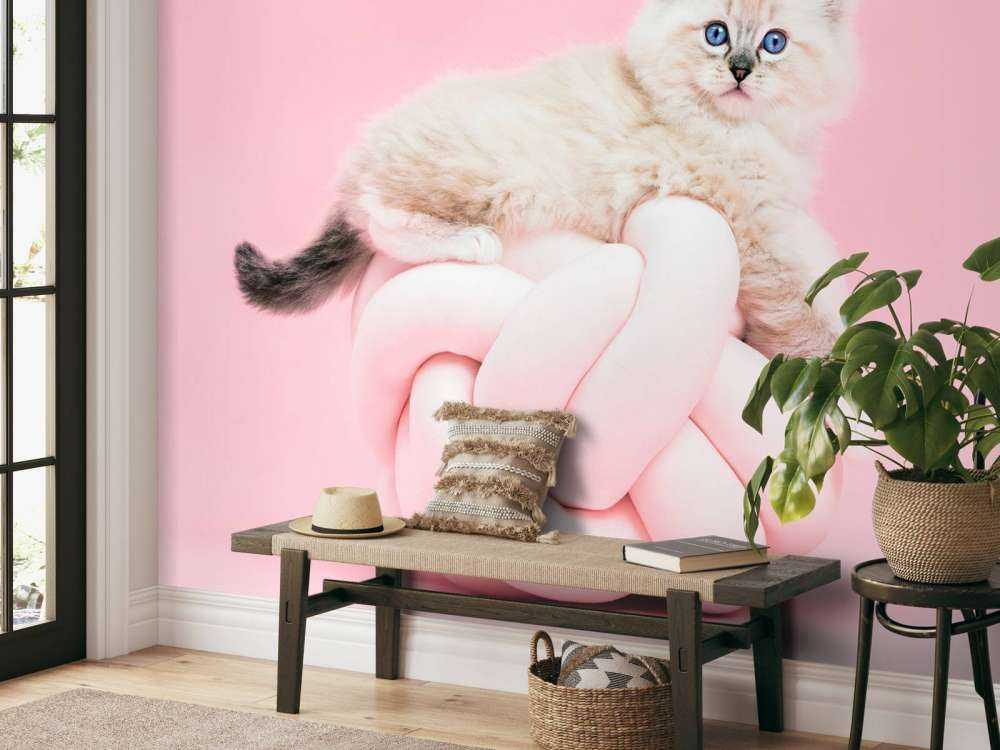 Weiße Katze auf rosa Hintergrund