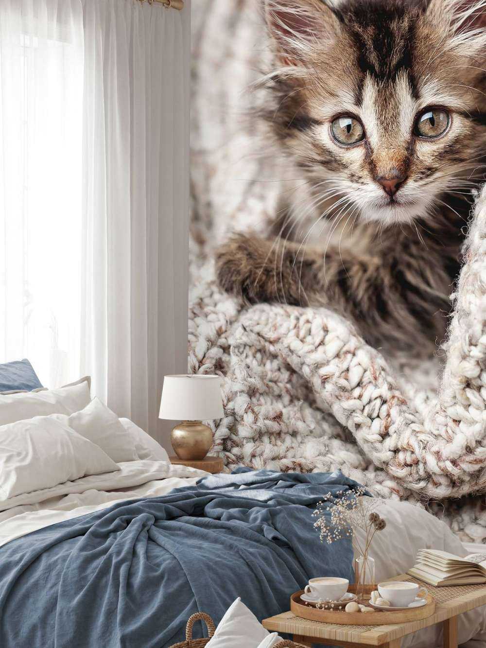 Katze in einer Decke