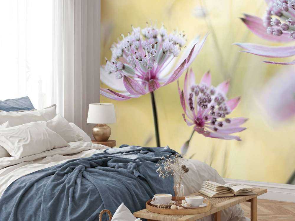 Astrantia Major