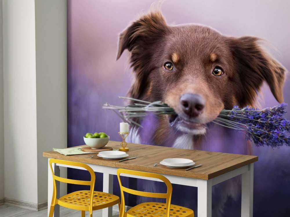 Hund mit Lavendel