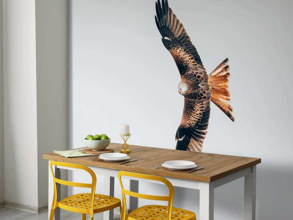 Rotmilan mit ausgebreiteten Flügeln