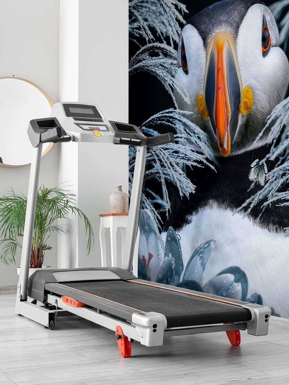 Atlantic Puffins Porträt