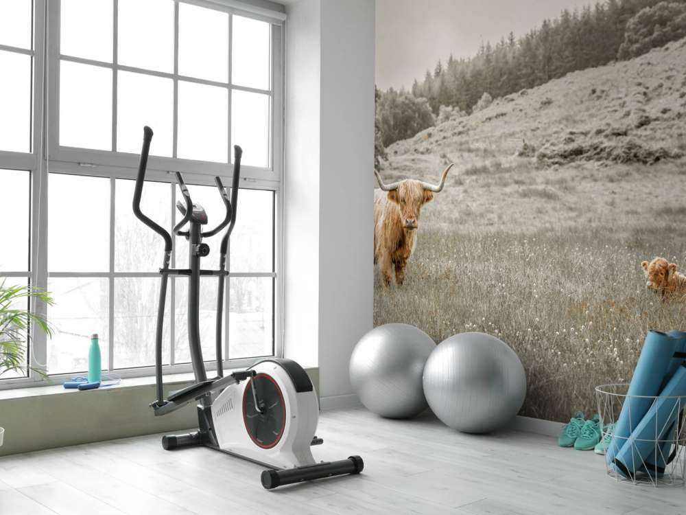 Schottischer Highlander mit Kalb